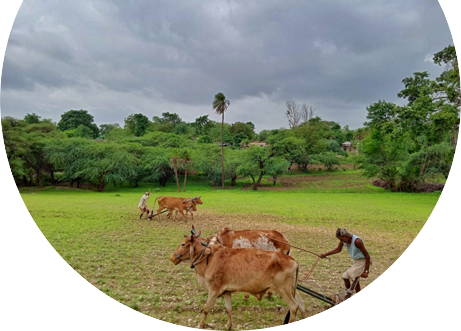 Photo of cattle working an agricultural field